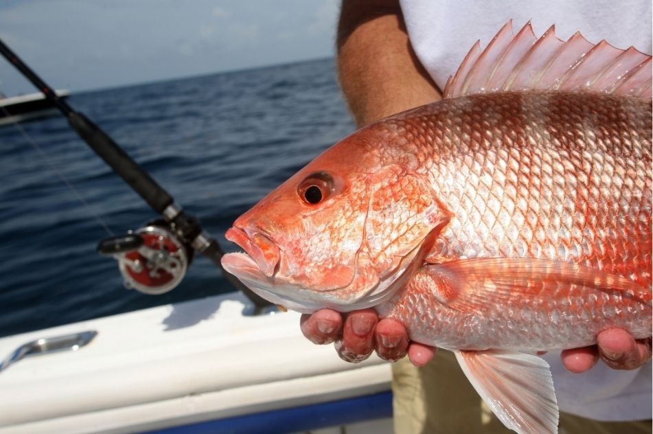 Best Time for Game Fishing in Andaman